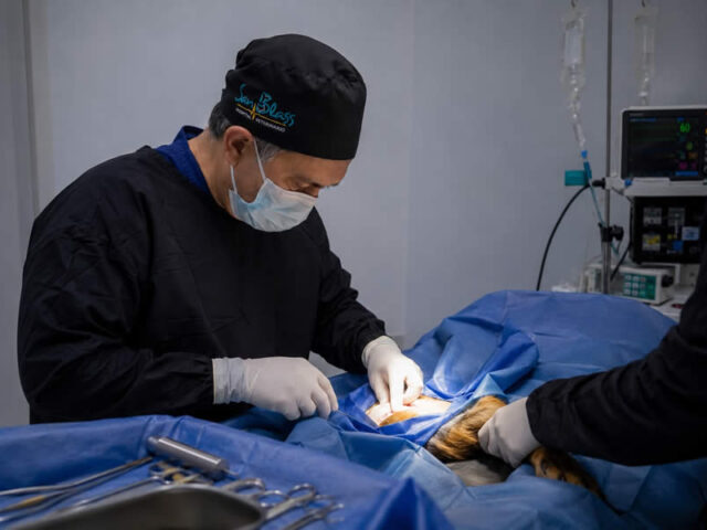 Cirugía Ortopédica Veterinaria en Armenia y Técnica TPLO: Excelencia en el Hospital Veterinario San Blass