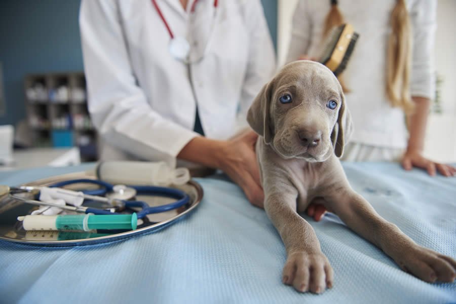 Hospitalización Veterinaria en Armenia