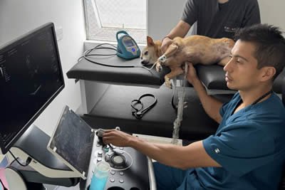 Cardiología y Ecografía Especializada Veterinaria Armenia