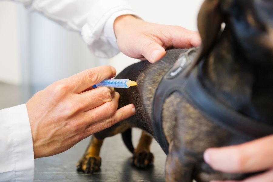 Médico veterinario aplicando una dosis del esquema de vacunación a un perro salchicha