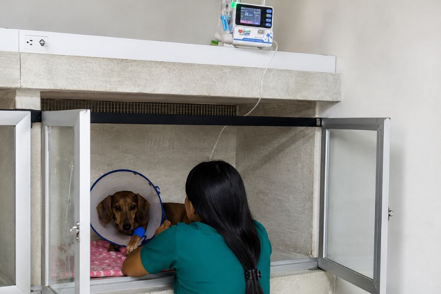 Perro salchicha hospitalizado con suero intravenoso mientras recibe atención veterinaria por vómito y diarrea.