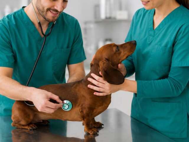 Mi perro vomita y tiene diarrea: causas, qué hacer y cuándo acudir al veterinario