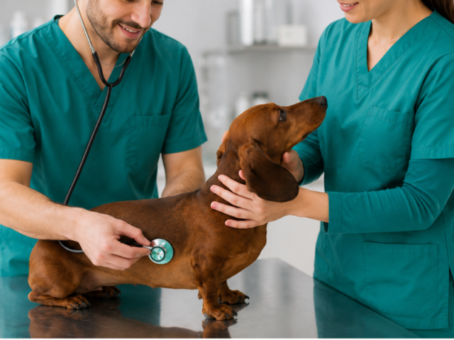 Mi perro vomita y tiene diarrea: causas, qué hacer y cuándo acudir al veterinario