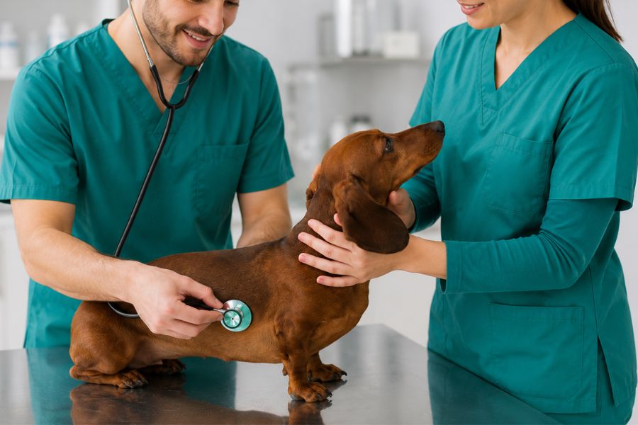 Veterinario examina a un perro durante una consulta para diagnosticar vómito y diarrea.