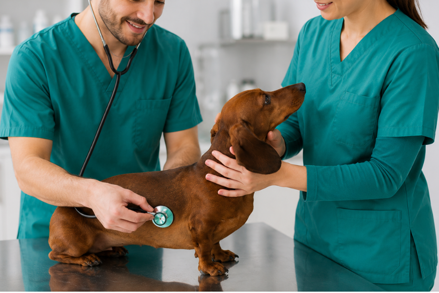 Veterinario examina a un perro durante una consulta para diagnosticar vómito y diarrea.