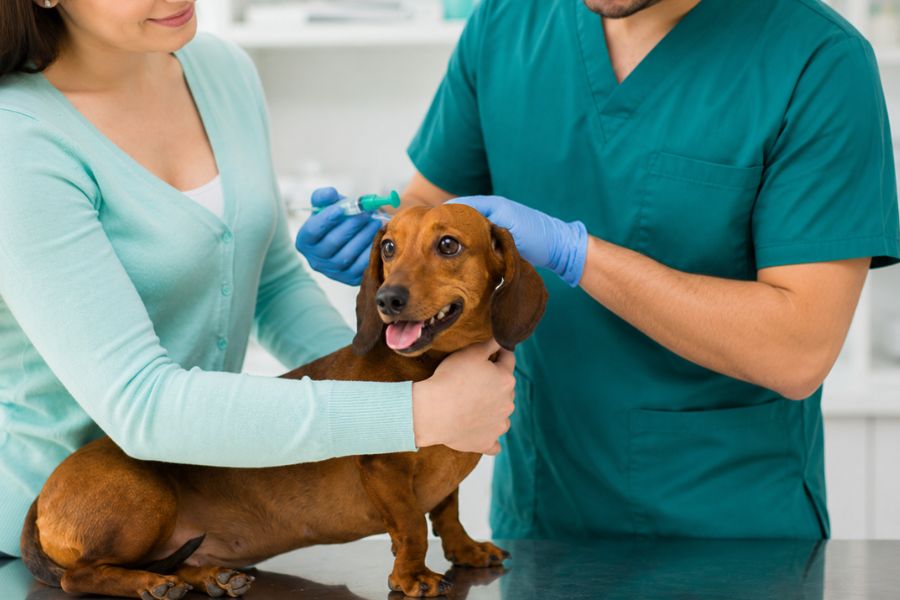Veterinario realiza una valoración clínica a un perro salchicha con síntomas de vómito y diarrea durante una consulta veterinaria.