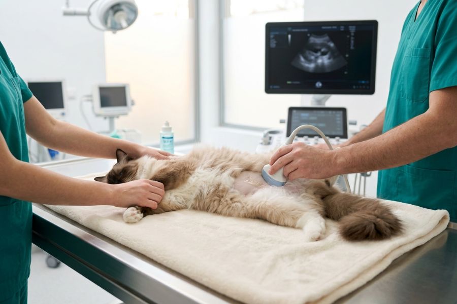 Médico veterinario realiza una ecografía abdominal a un gato Ragdoll para identificar la causa de la pérdida de apetito.