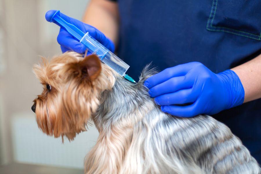 Veterinario vacunando a un perro Yorkshire Terrier durante una consulta de rutina