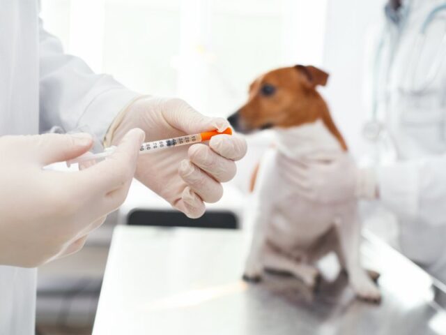 Vacunas para Perros: Cuándo Aplicarlas y Por Qué Son Importantes