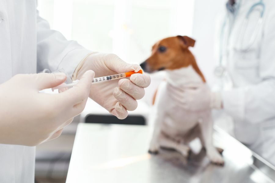 Veterinario aplicando vacunas para perros a un Jack Russell Terrier sobre la mesa de examen