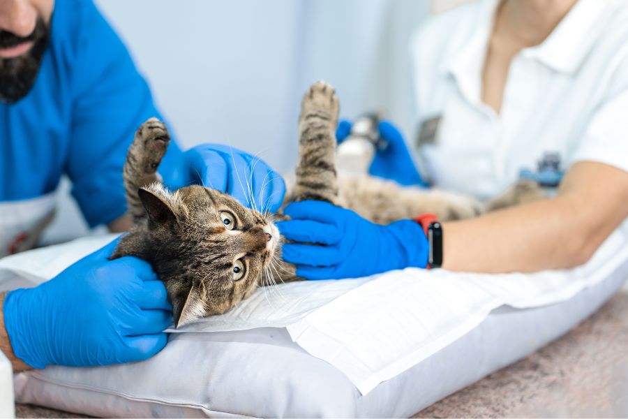 Veterinario realizando examen físico a un gato con dificultad para caminar