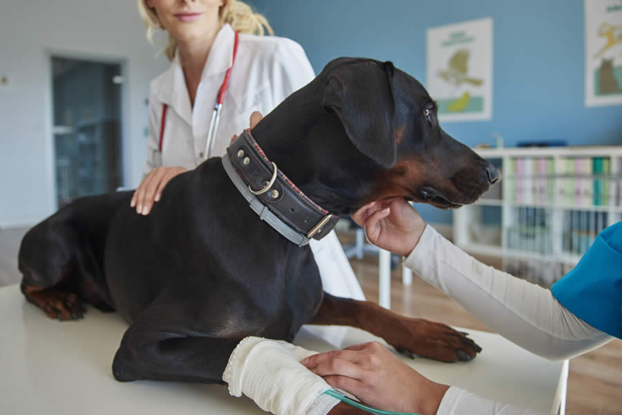 Displasia de Cadera en Perros Síntomas