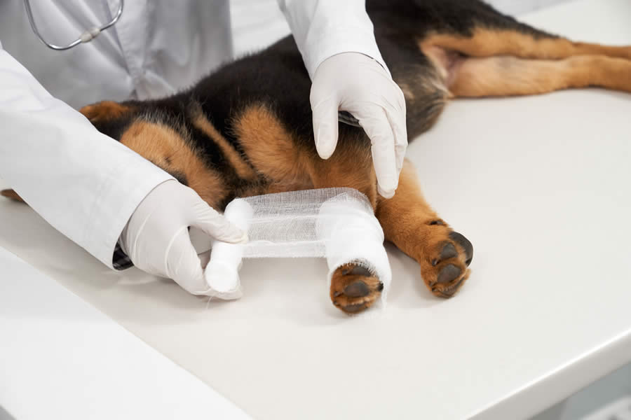 Fracturas en Perros