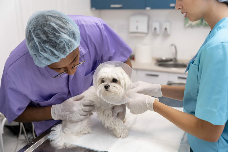 Hernia Discal en Perros