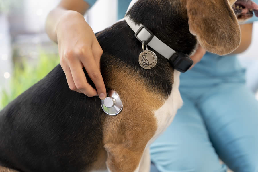Perro Soplo en el Corazón Causas y Diagnóstico