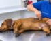 Examen neurológico veterinario y evaluación de reflejos en perro