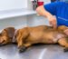 Examen neurológico veterinario y evaluación de reflejos en perro