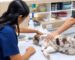 Cuándo acudir al internista veterinario para evaluar la salud de un perro