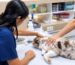 Cuándo acudir al internista veterinario para evaluar la salud de un perro