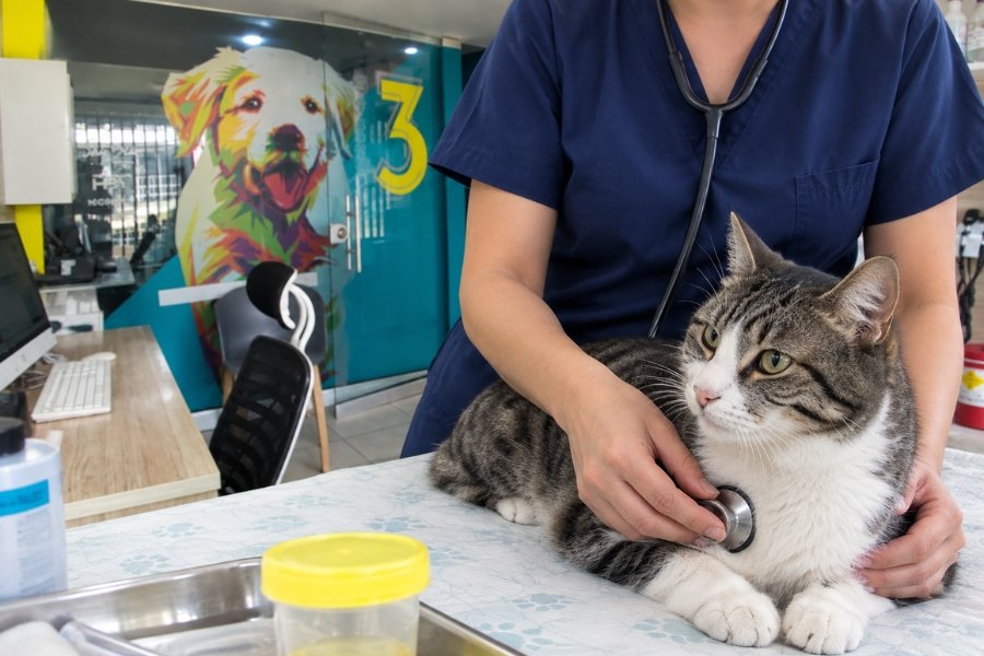 Veterinario examinando un gato con problemas urinarios