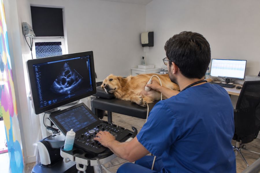 Veterinario evaluando la salud cardiovascular de un perro durante una consulta
