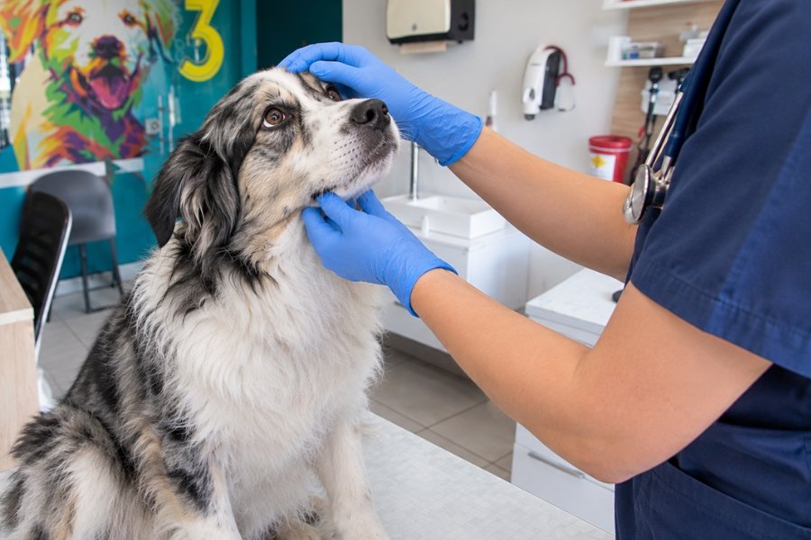 Evaluación veterinaria de un perro con posibles síntomas de enfermedad