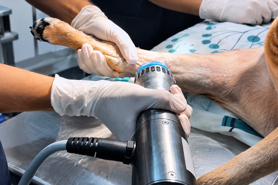Fisiatría veterinaria con terapia para perro
