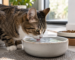 Gato bebiendo mucha agua en casa