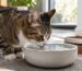 Gato bebiendo mucha agua en casa