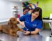 Examen neurológico veterinario y evaluación de reflejos en perro