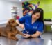 Examen neurológico veterinario y evaluación de reflejos en perro