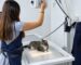 Radiografía veterinaria de un gato con equipo de rayos X digital