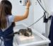 Radiografía veterinaria de un gato con equipo de rayos X digital