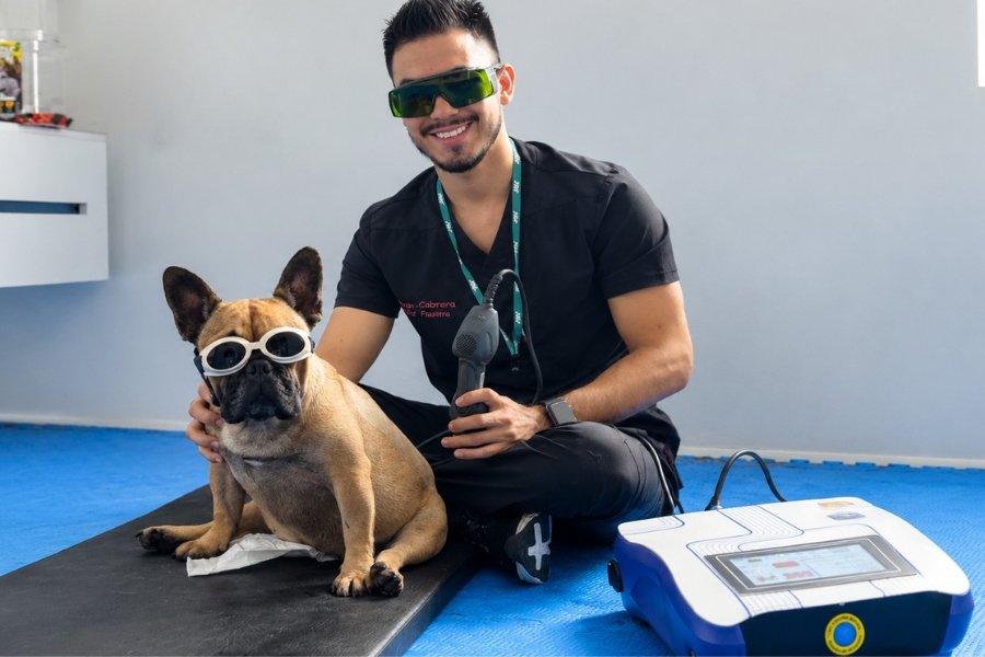 Rehabilitación veterinaria con terapia láser en perro