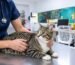 Gato durante una consulta veterinaria por síntomas urinarios