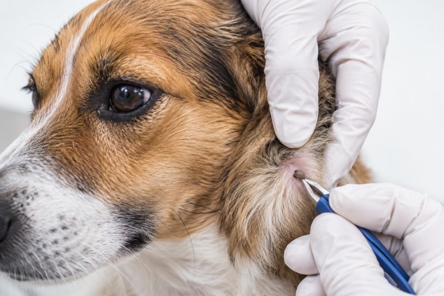 Veterinario retirando cuidadosamente una garrapata de la piel de un perro