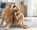 Perro que se rasca constantemente por picazón en la piel