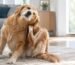 Perro que se rasca constantemente por picazón en la piel