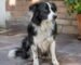 Perro Border Collie con aspecto decaído y menos activo de lo habitual