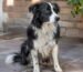 Perro Border Collie con aspecto decaído y menos activo de lo habitual