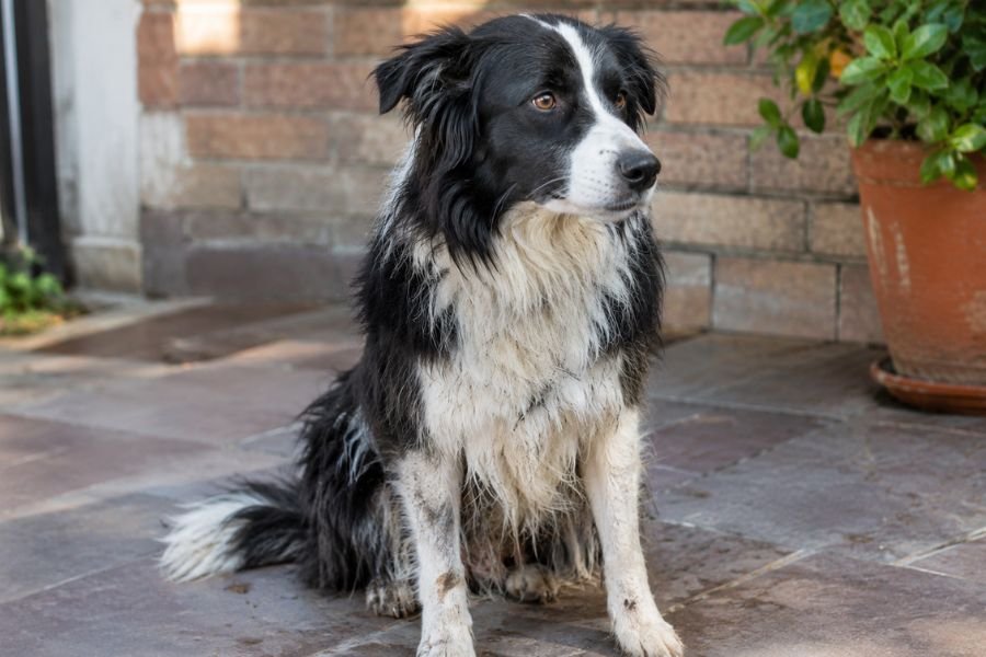 Perro Border Collie con aspecto decaído y menos activo de lo habitual