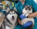 Veterinario sostiene un gato mientras un perro husky lo acompaña en la clínica.