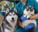 Veterinario sostiene un gato mientras un perro husky lo acompaña en la clínica.
