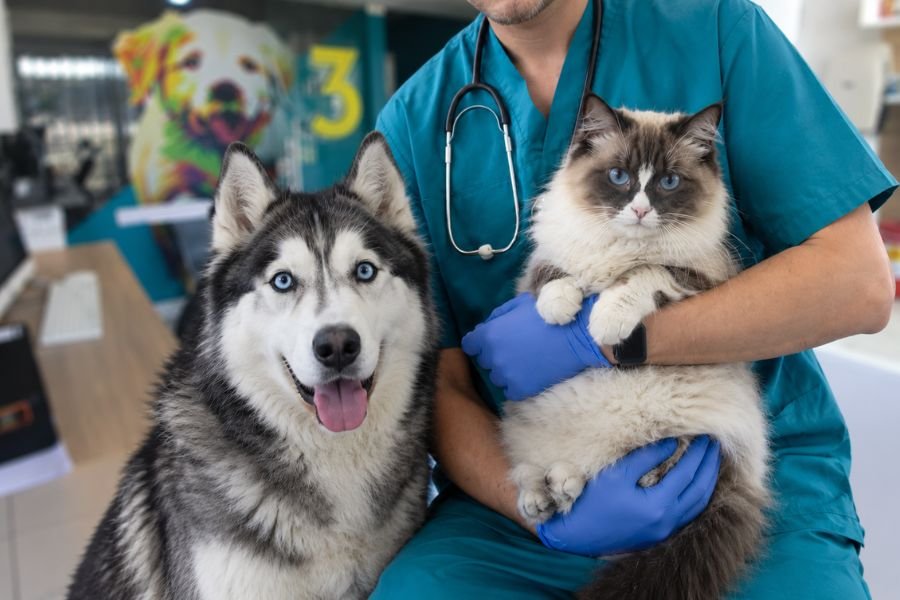 Veterinario sostiene un gato mientras un perro husky lo acompaña en la clínica.