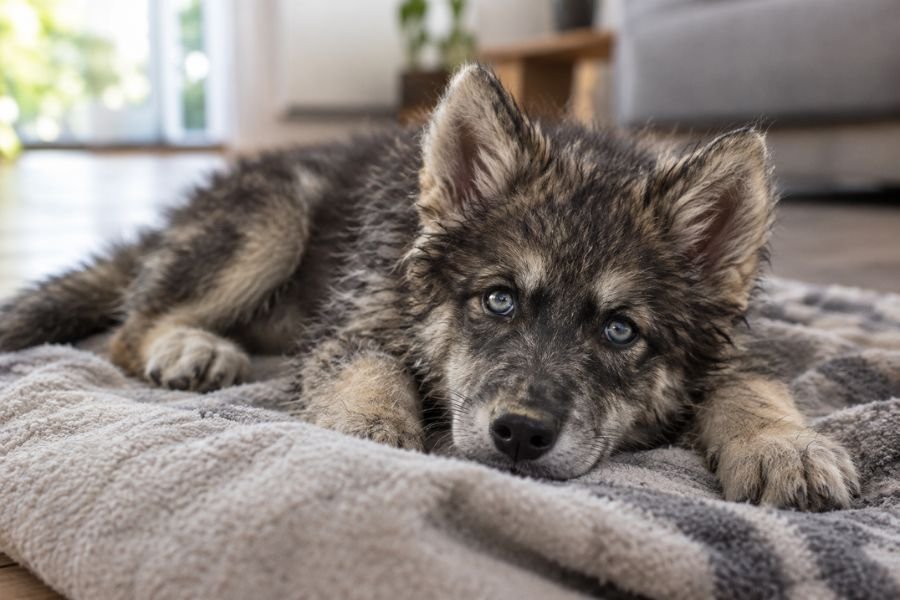 Cachorro decaído, uno de los parvovirus en perros síntomas más comunes