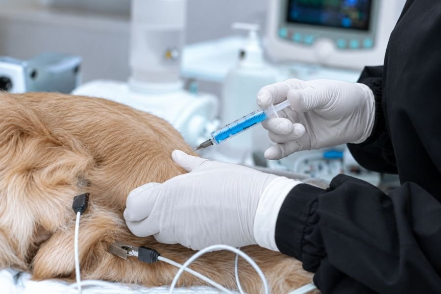 Veterinario aplica una inyección a un perro dorado durante un procedimiento clínico.