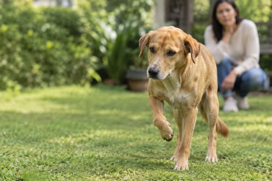 mestizo que camina por el jardín sin apoyar una pata delantera mientras su tutor lo observa