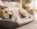Perro labrador con collar isabelino y vendaje en la pata trasera descansando en casa tras una cirugía ortopédica