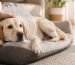 Perro labrador con collar isabelino y vendaje en la pata trasera descansando en casa tras una cirugía ortopédica