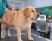 eterinario revisando a un labrador con sobrepeso sobre la camilla de consulta Leyenda: Un perro con sobrepeso suele tener el torso redondeado y sin cintura visible.